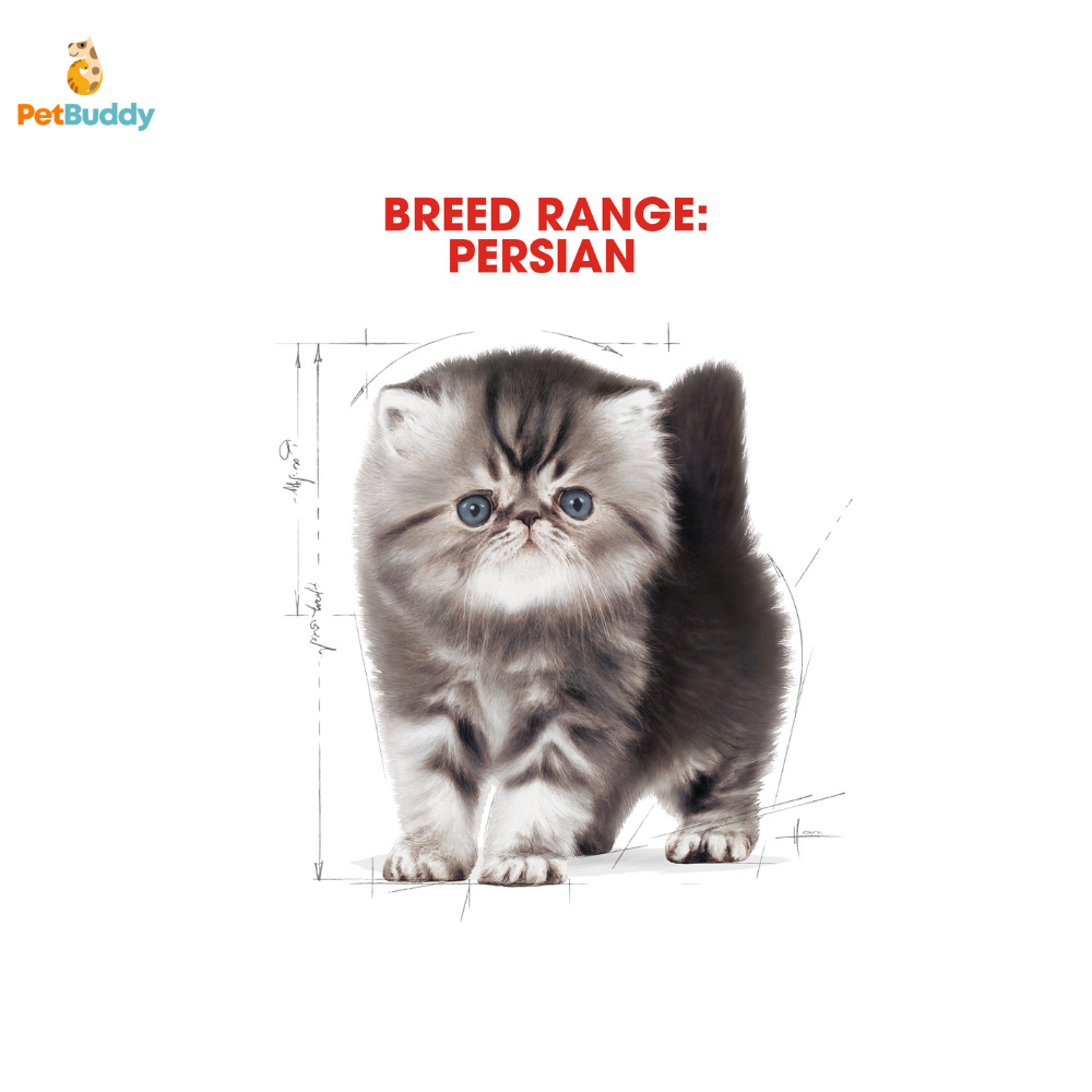 royal_canin_fbn_kitten_persian_cat_food_2kg-2.png