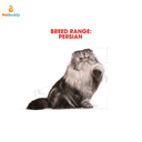 royal_canin_fbn_persian_cat_food_2kg-2.png