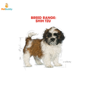royal_canin_bhn_shih_tzu_junior_dog_food-14-02_1.png