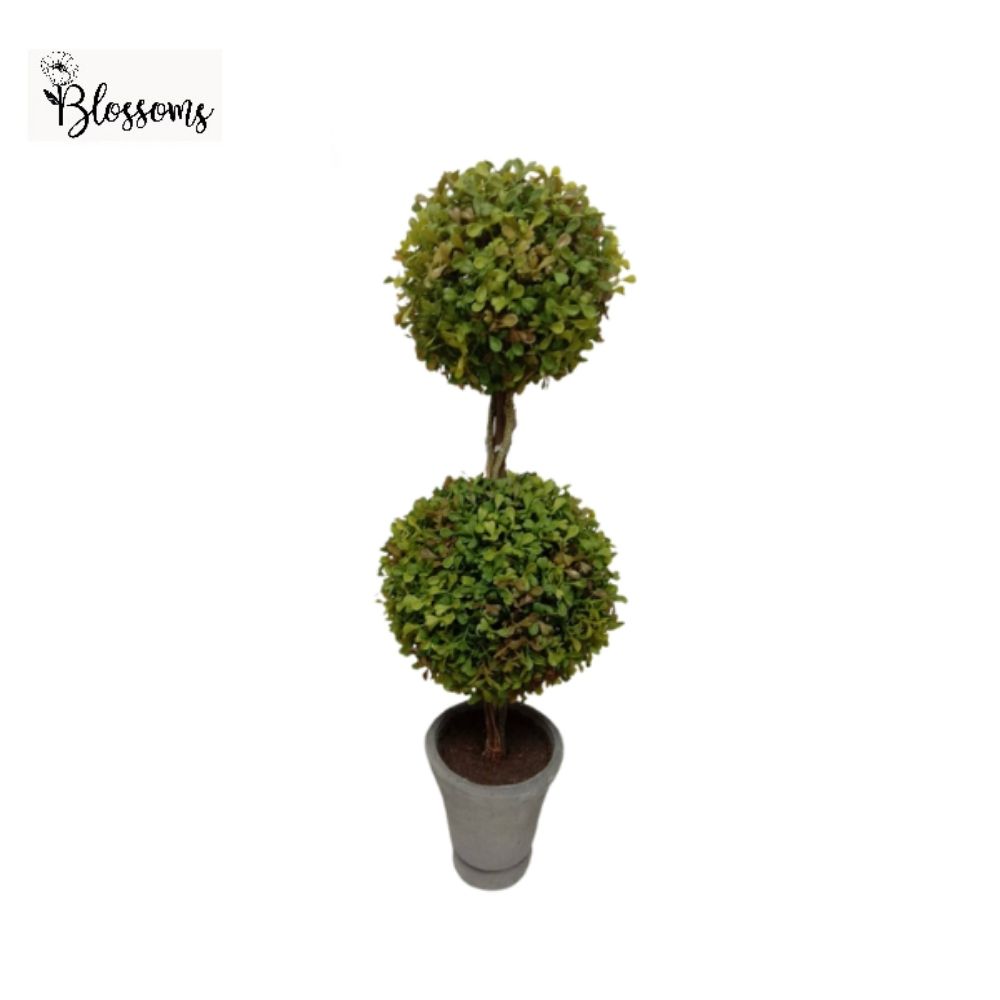 50cm Potted 2 Ball Topiary Plant
