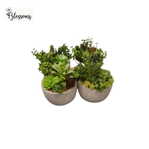 20cm Arrange Succulents